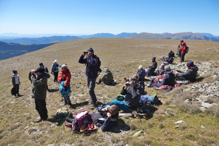A la recherche des oiseaux montagnards et du Pluvier guignard en halte migratoire sur les crêtes du Puigmal